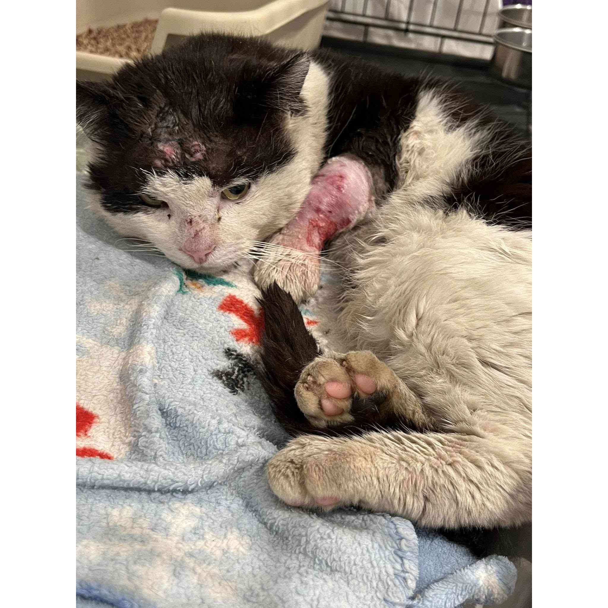Diesel