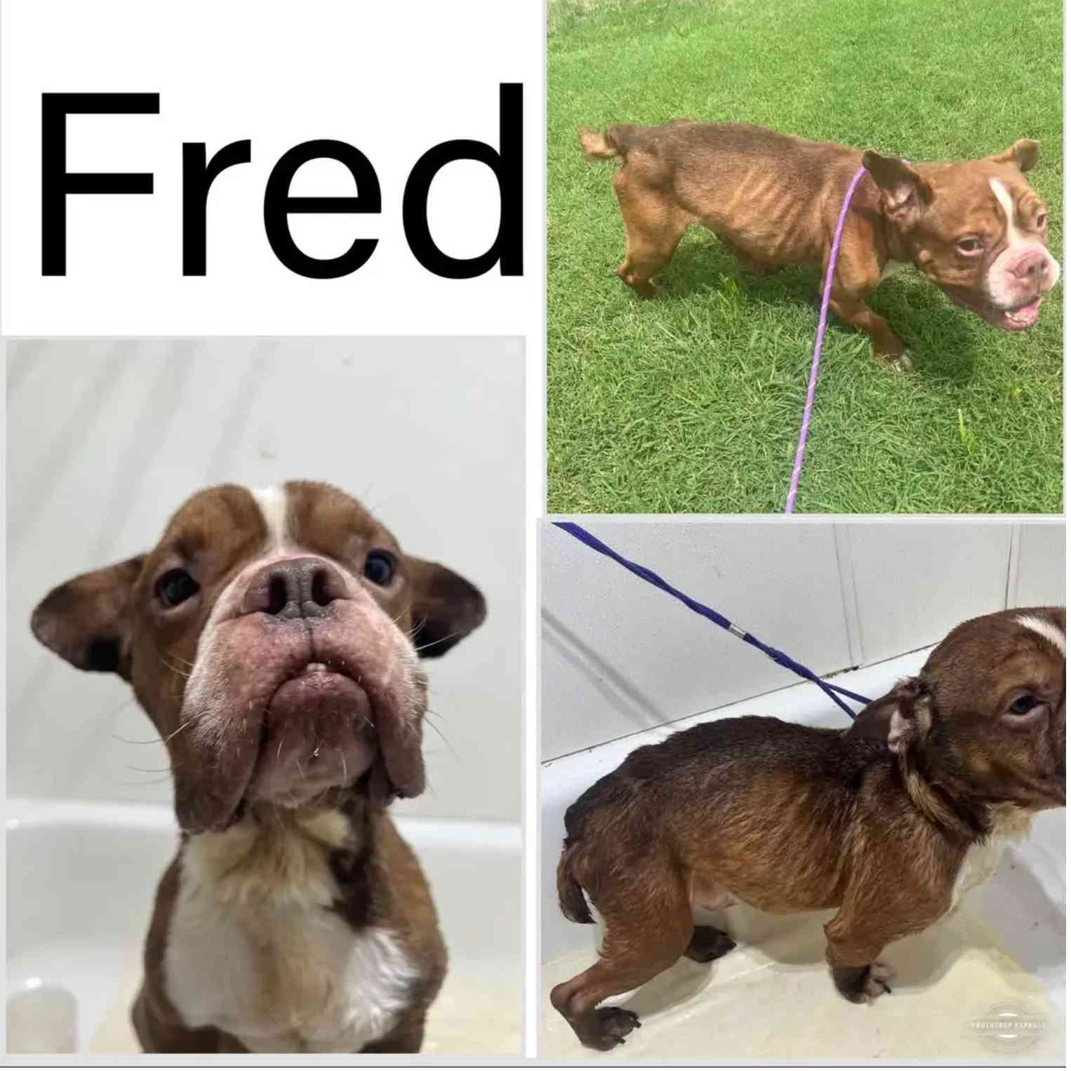 donate-to-fred-support-animal-welfare-with-cuddly