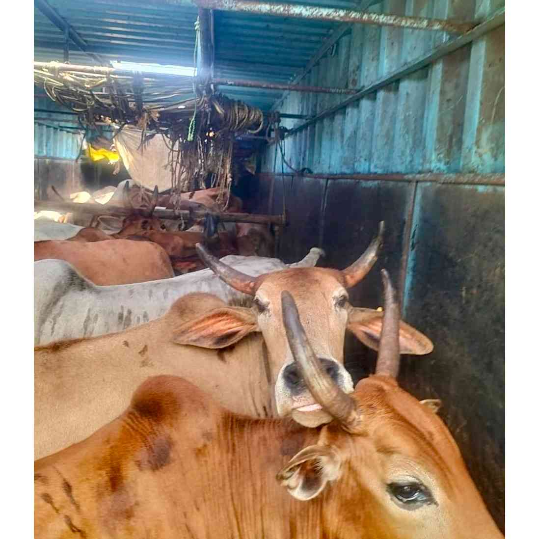 donate-to-25-helpless-cattle-support-animal-welfare-with-cuddly