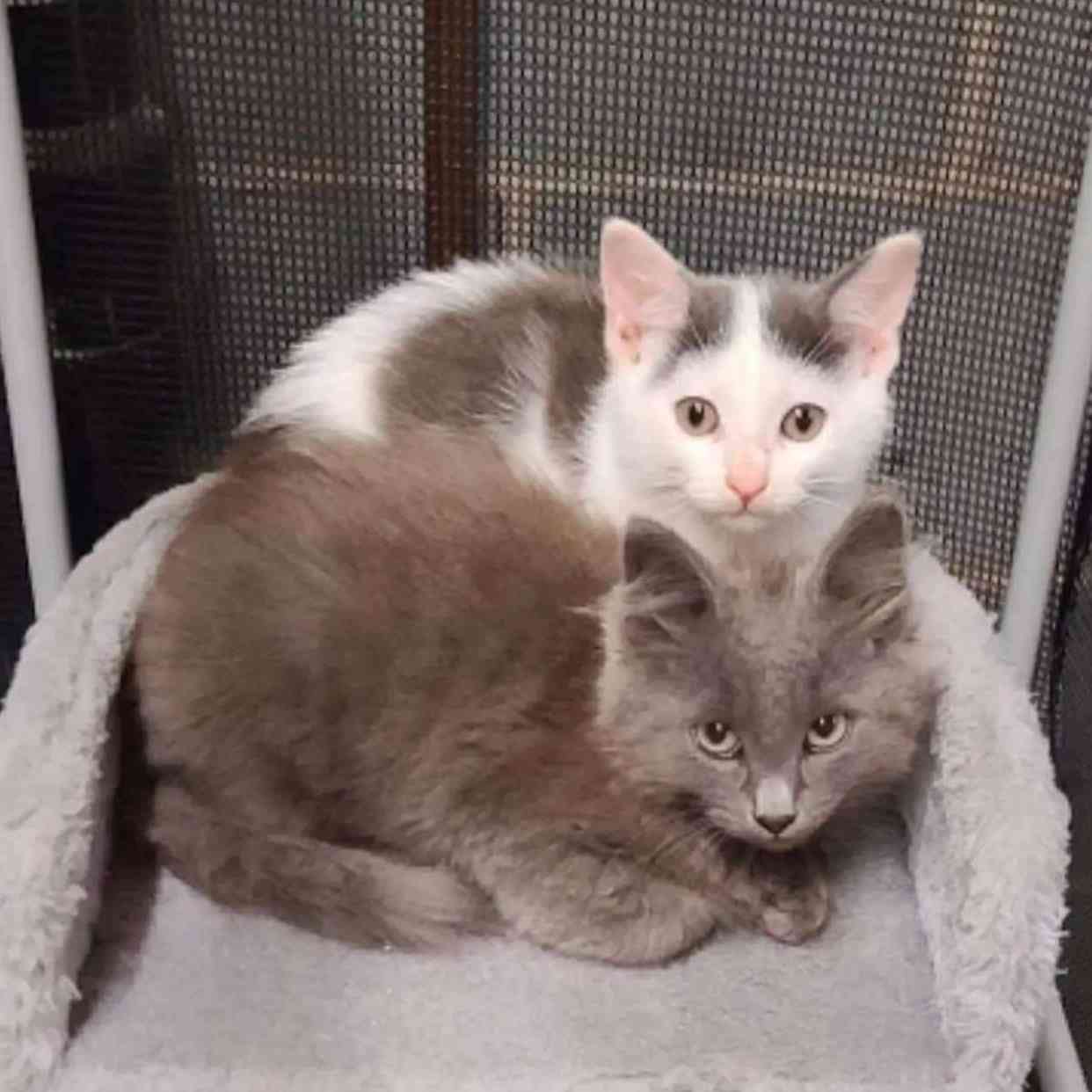 Donate to These Innocent Cats | Support animal welfare with CUDDLY