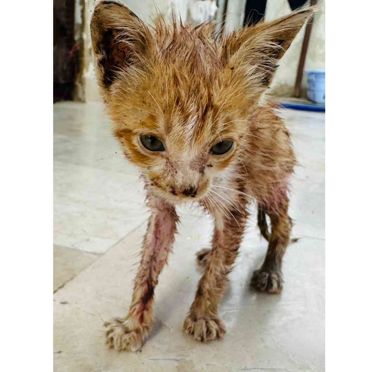 Donate to This Flea-Infested Kitten | Support animal welfare with CUDDLY - Flea Infested Kitten Dehydration Treatment