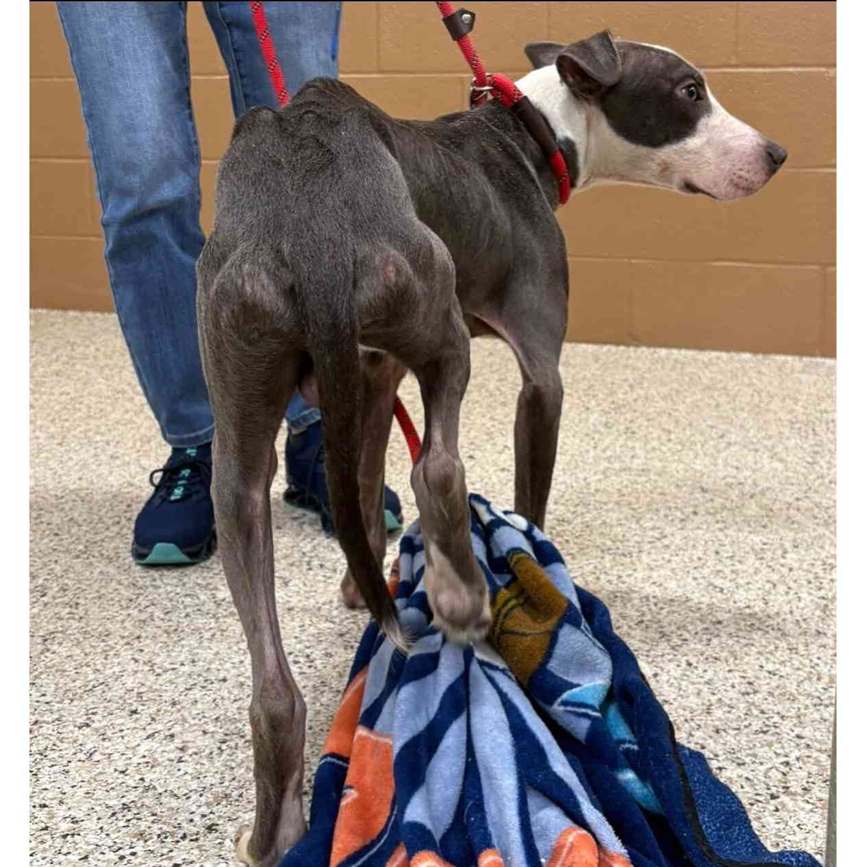 Donate to Colson | Support animal welfare with CUDDLY