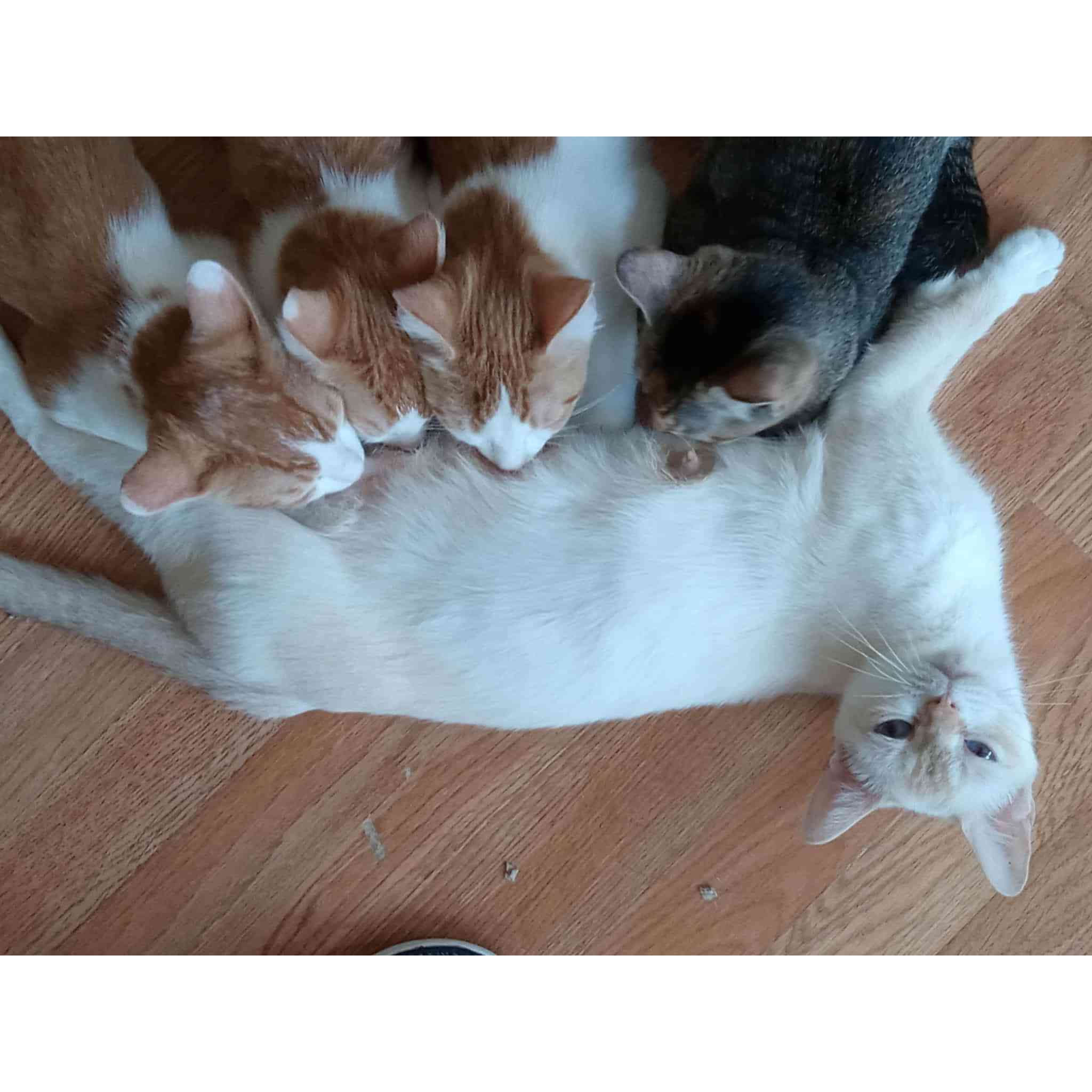 Donate to These Innocent Cats | Support animal welfare with CUDDLY