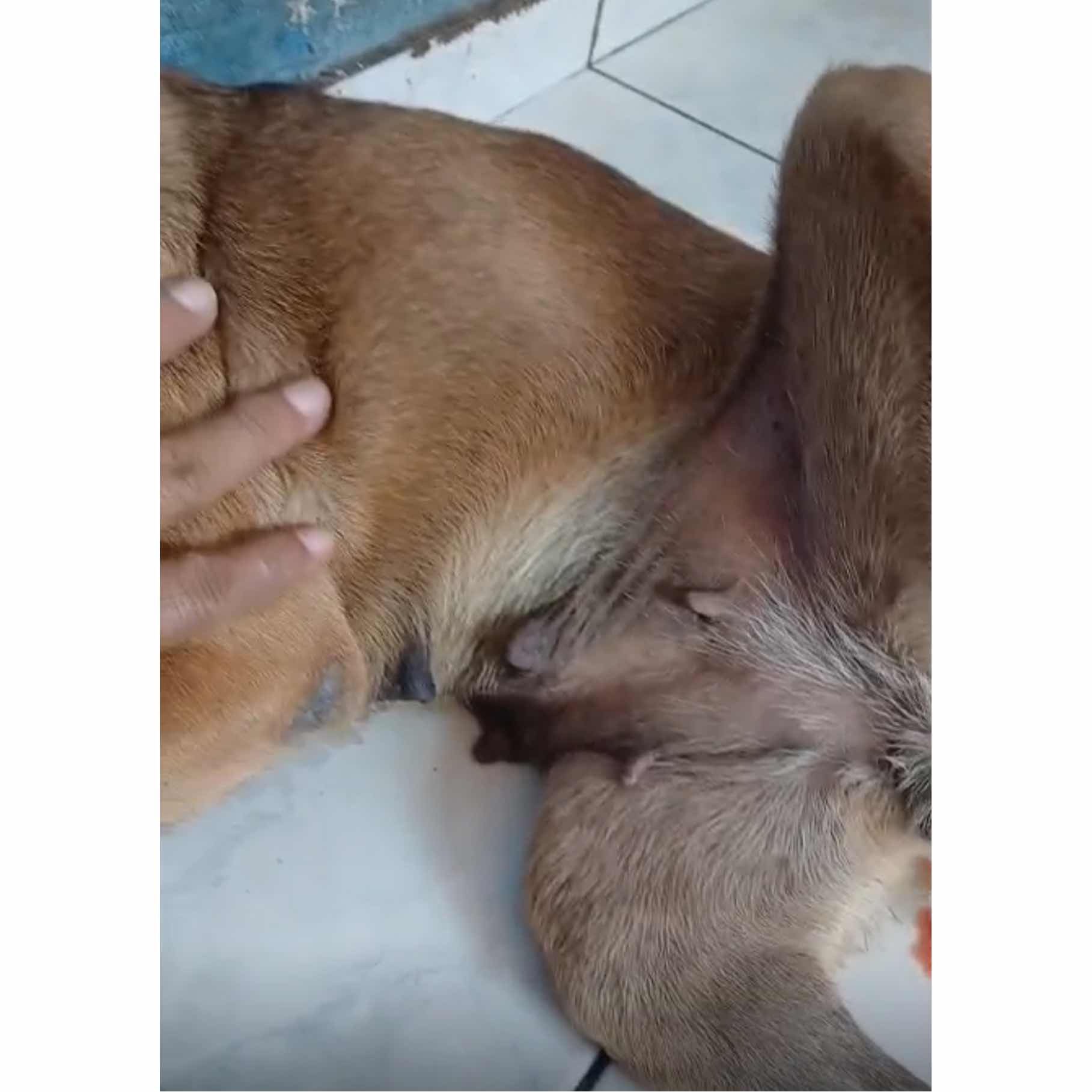Donate to Bleeding street dog needs surgery | Support animal welfare ...