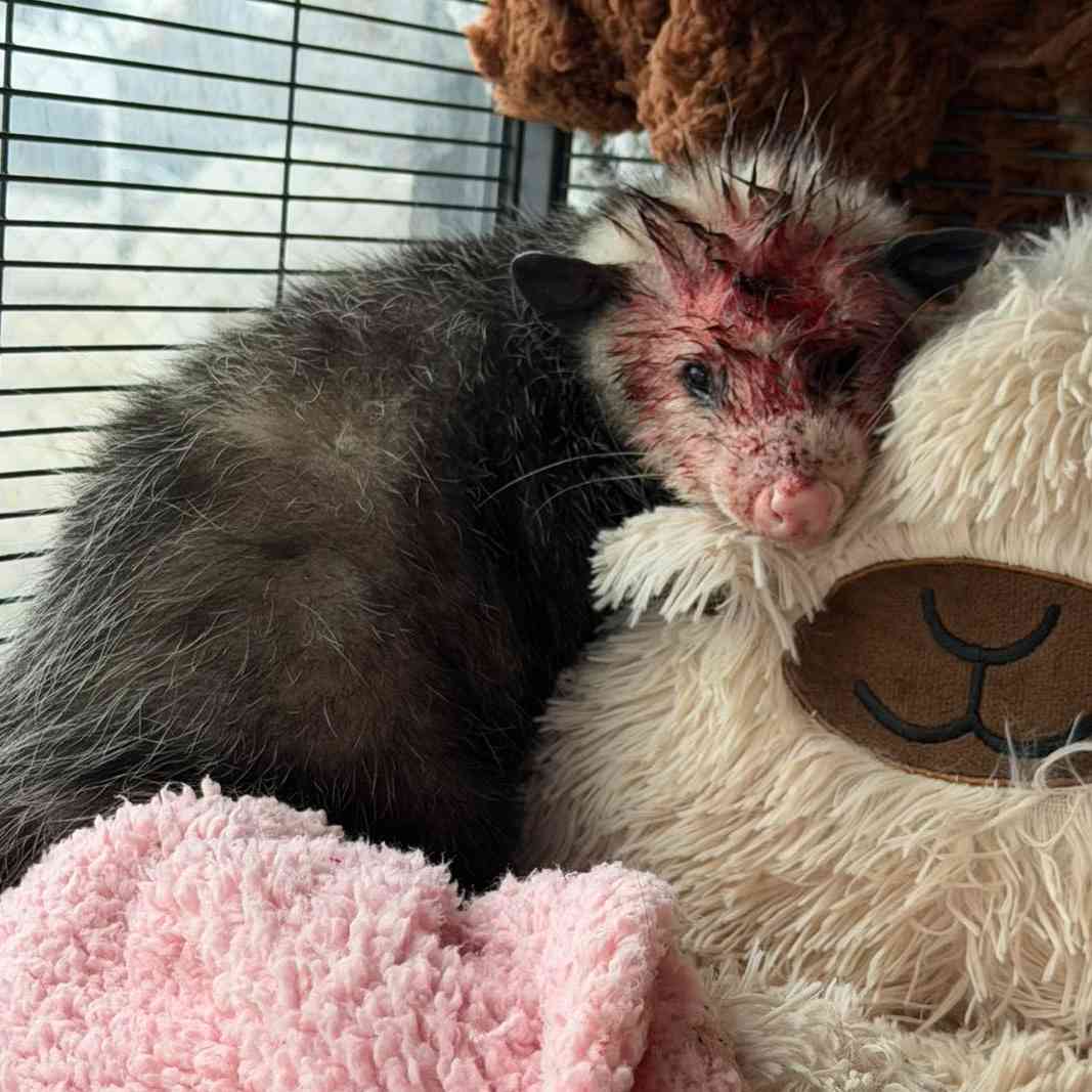Donate to Petunia | Support animal welfare with CUDDLY