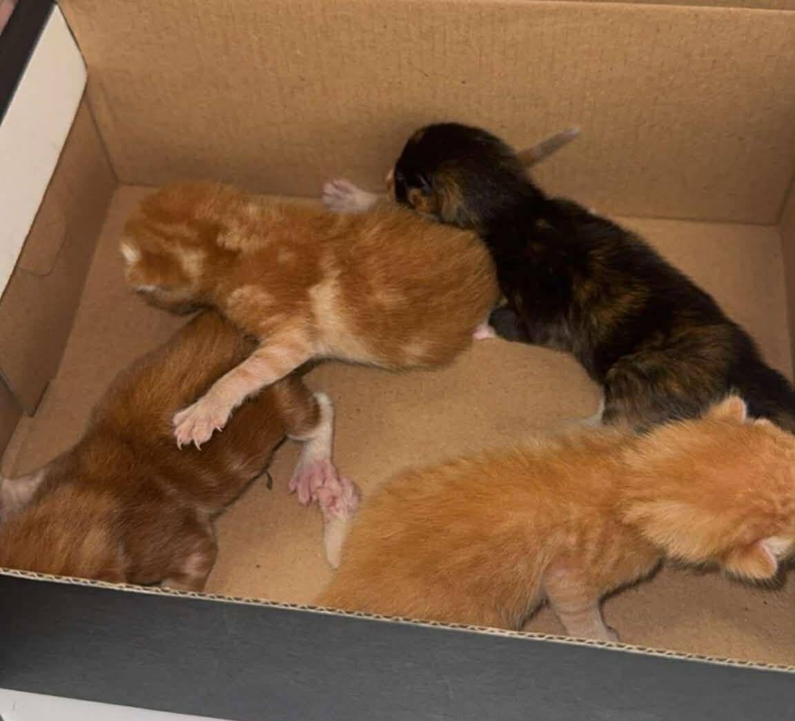 Help These Vulnerable Kittens