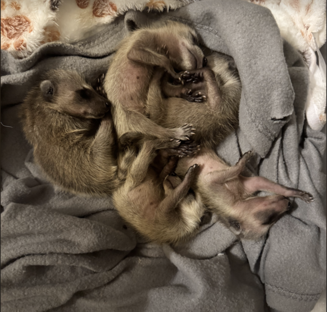 Help These Neonatal Raccoons