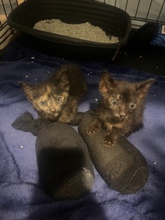 Help Ele & Vator