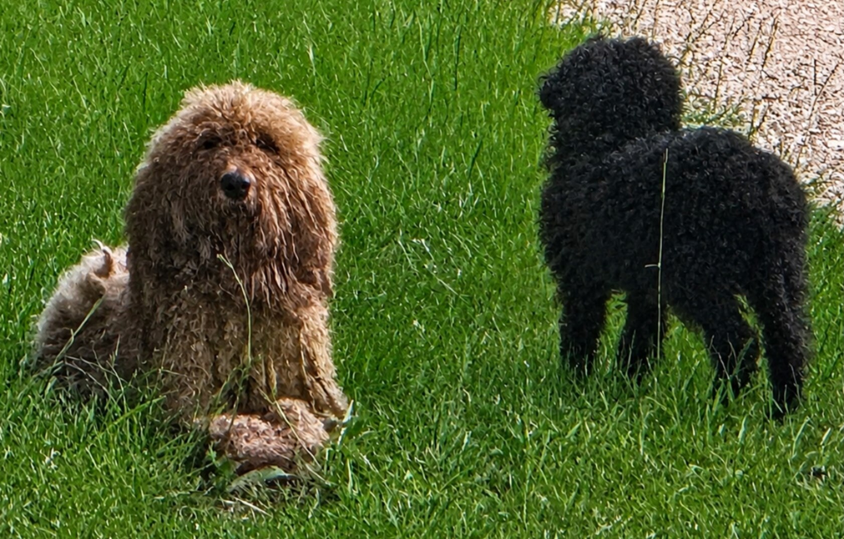 Help Remi, Poppy, and Valor