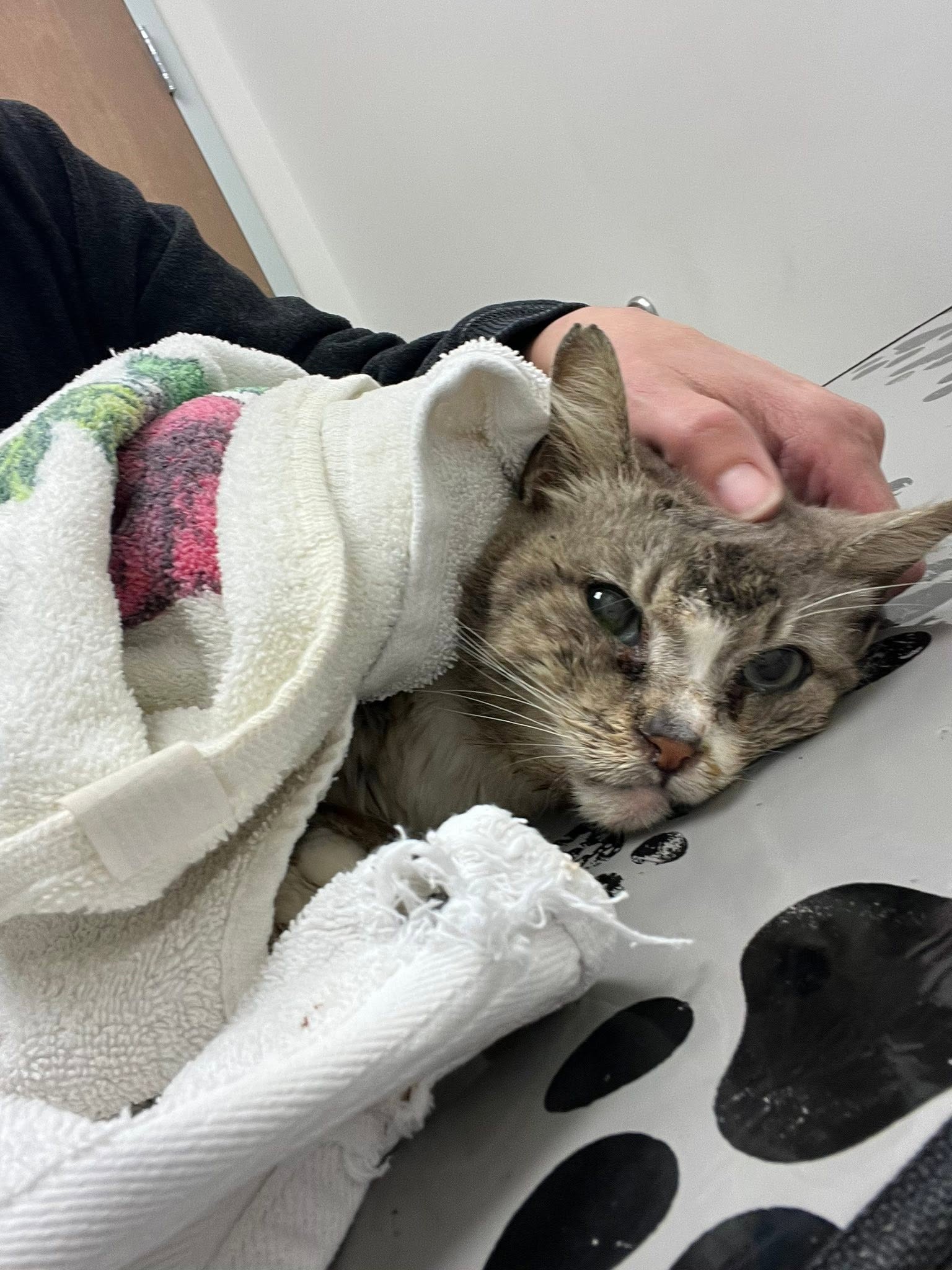 Help Our Rescue