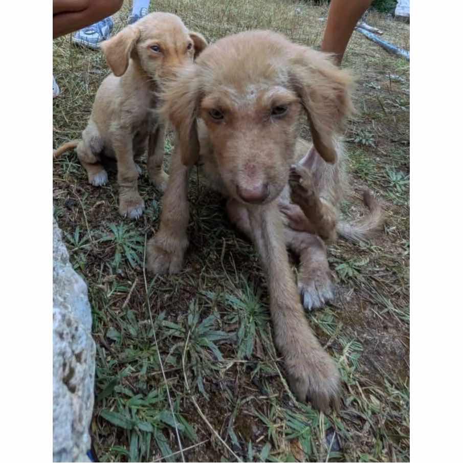 Help His Sister Died. He’s Fighting to Stay Alive. 💔