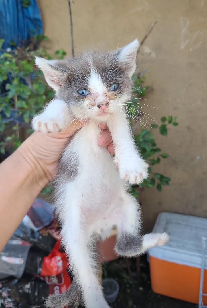 These Sick Kittens