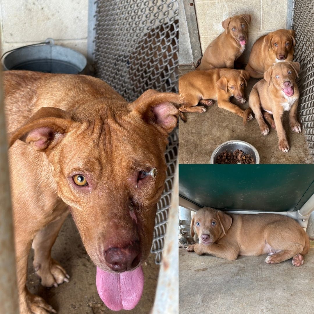 Adie & Her Babies