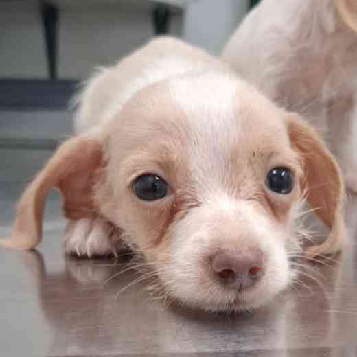 Help Three Sick Puppies