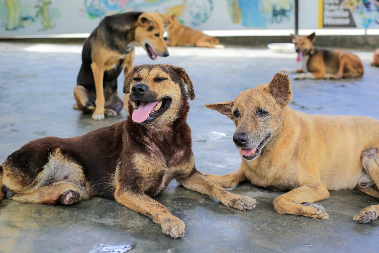 Build Baw Baw Animal Hospital
