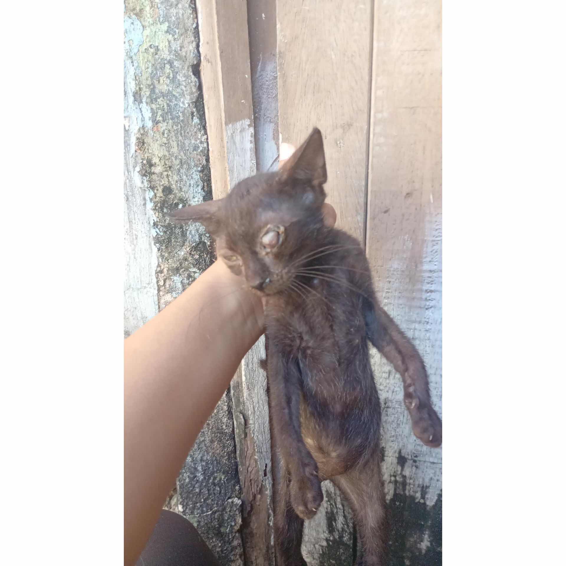 Stray kitten needs eye surgery