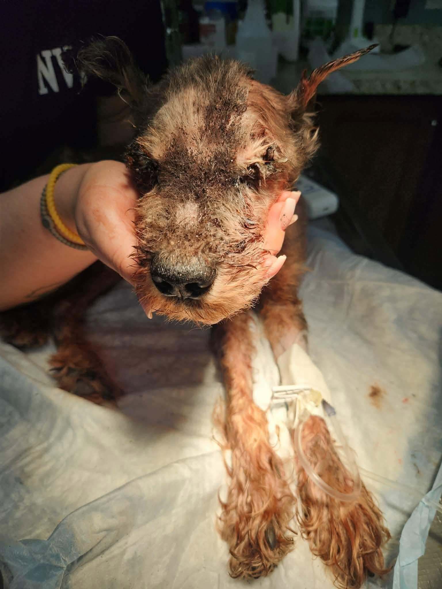 Help Marley