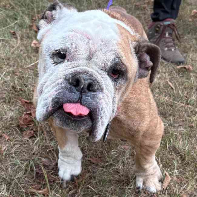 Griff