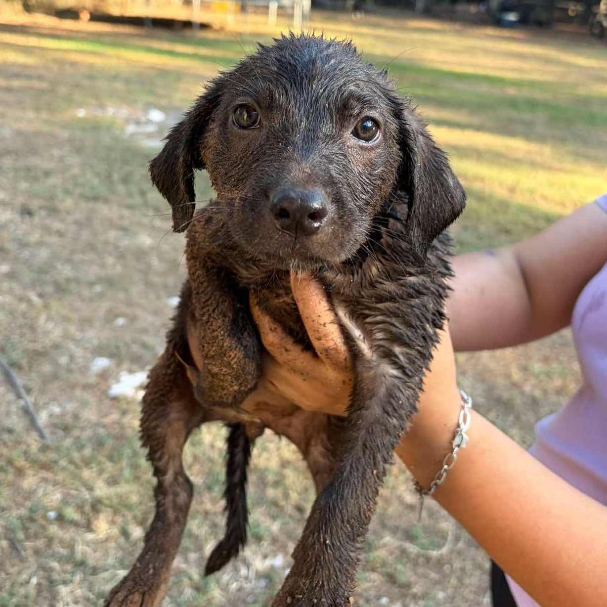 Help 45+ Dogs & Puppies At Risk