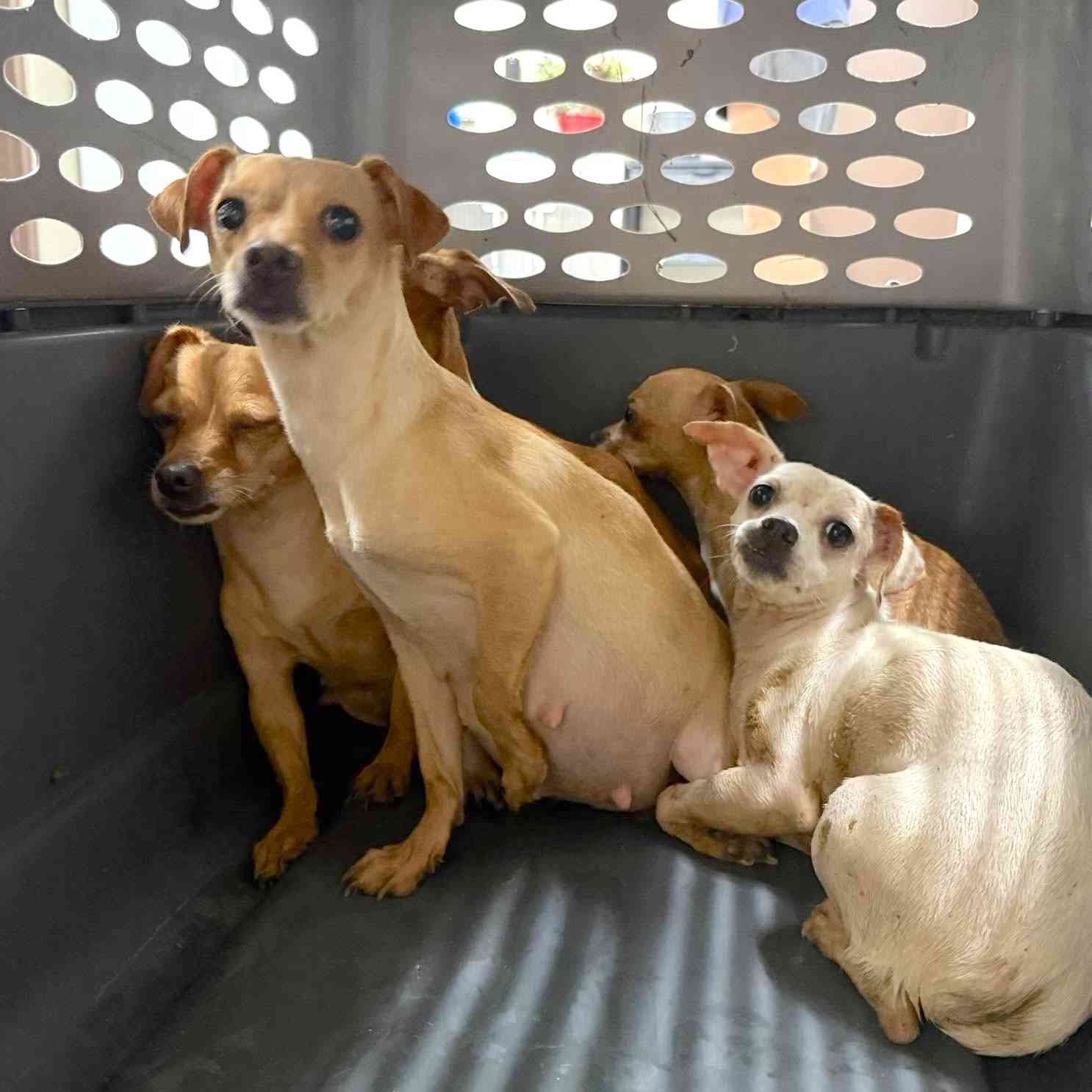 These Pregnant Chihuahuas