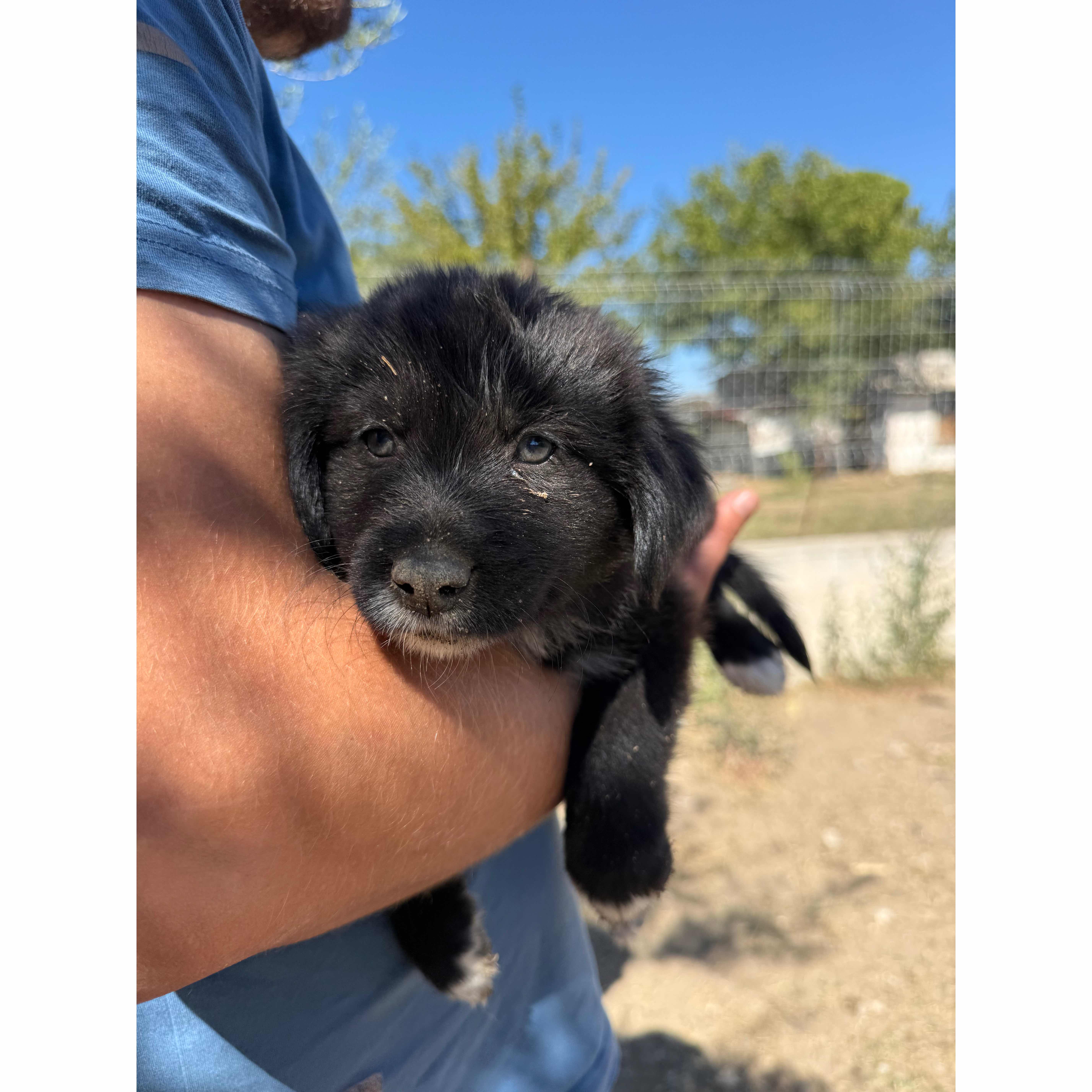 Help These Puppies and Dogs