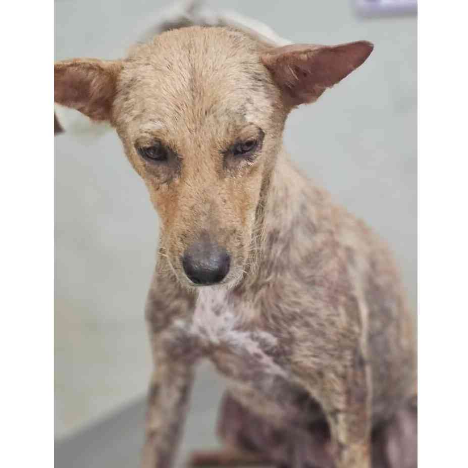 Kiniza