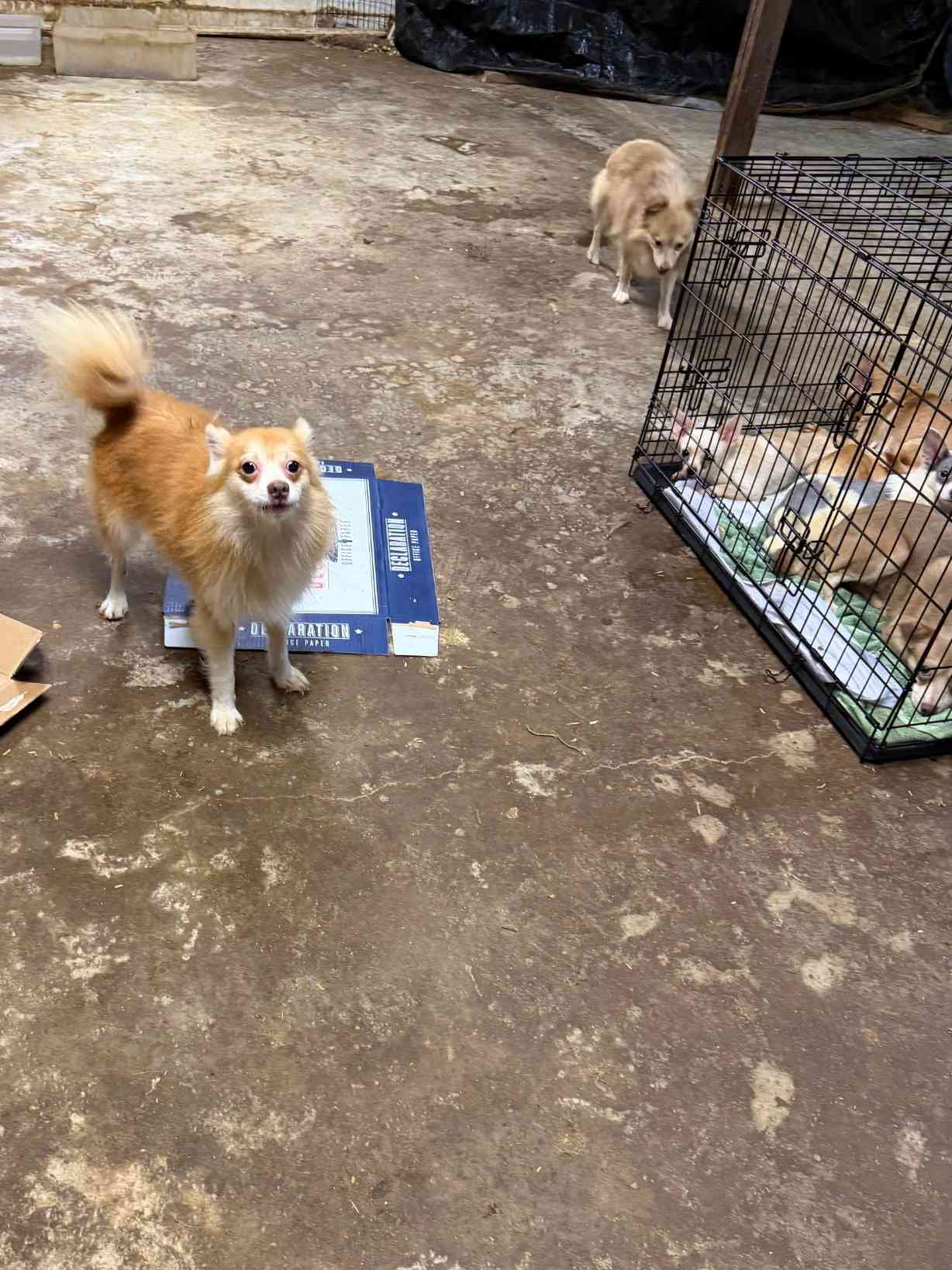 Help 40 Neglected Pups