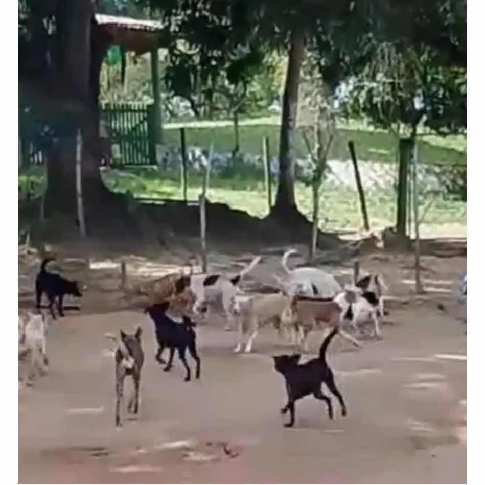 Food campaign for rescued animals on farm