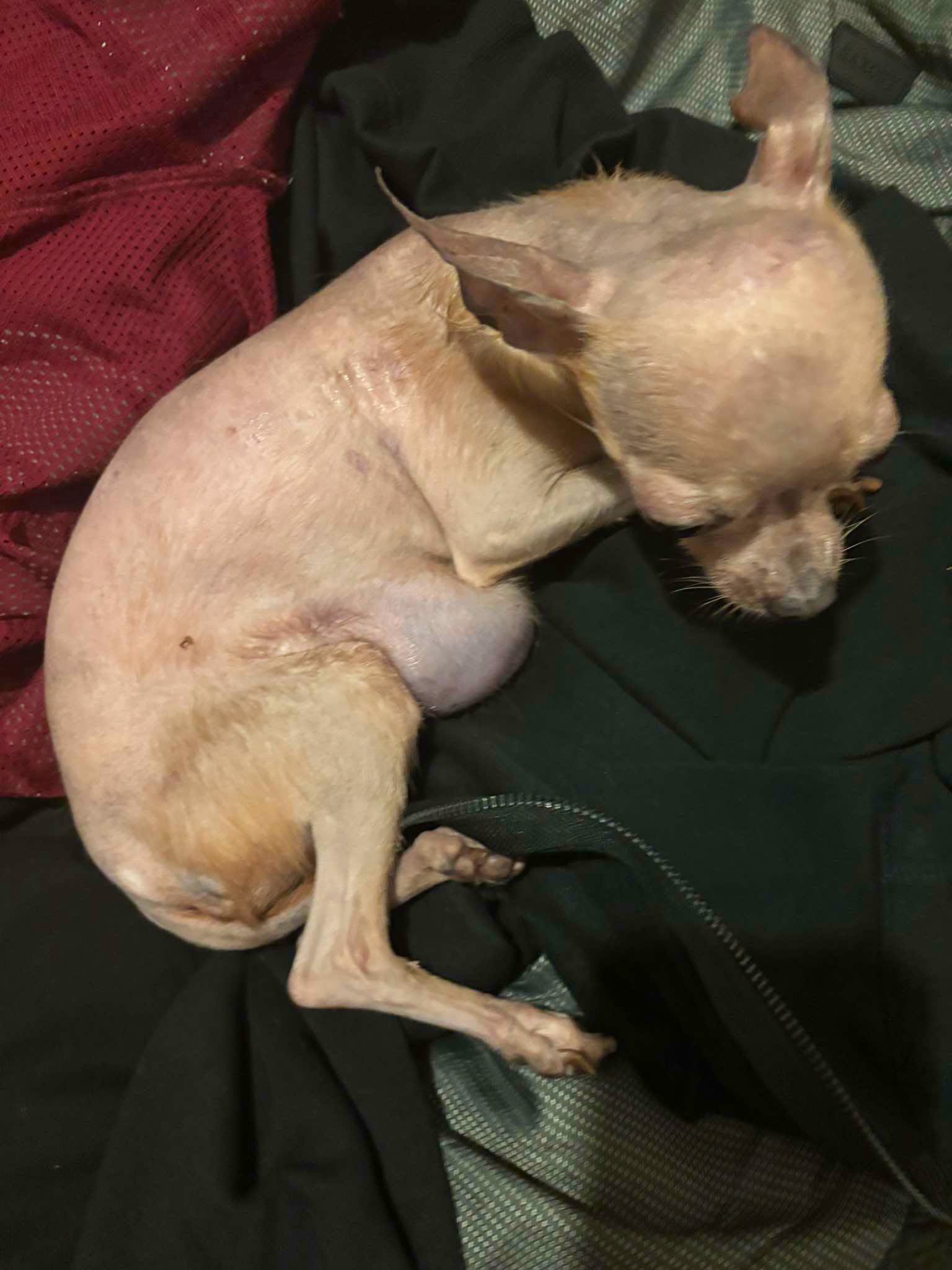 Help Bella
