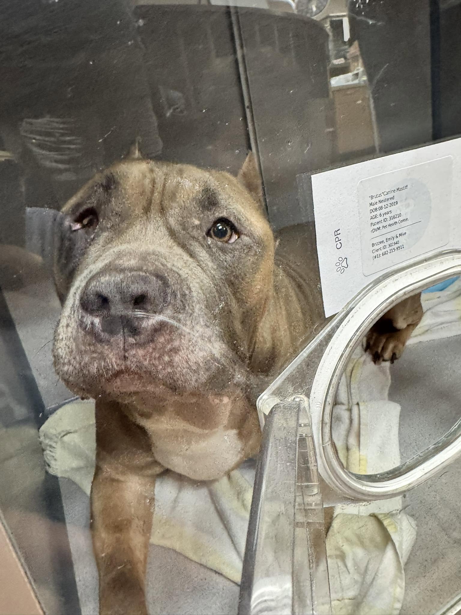 Reopen Our Rescue!