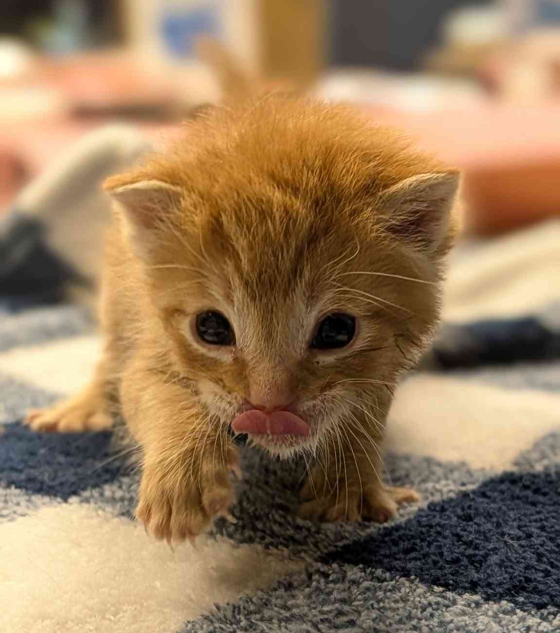 Help 150 Hungry Rescue Cats