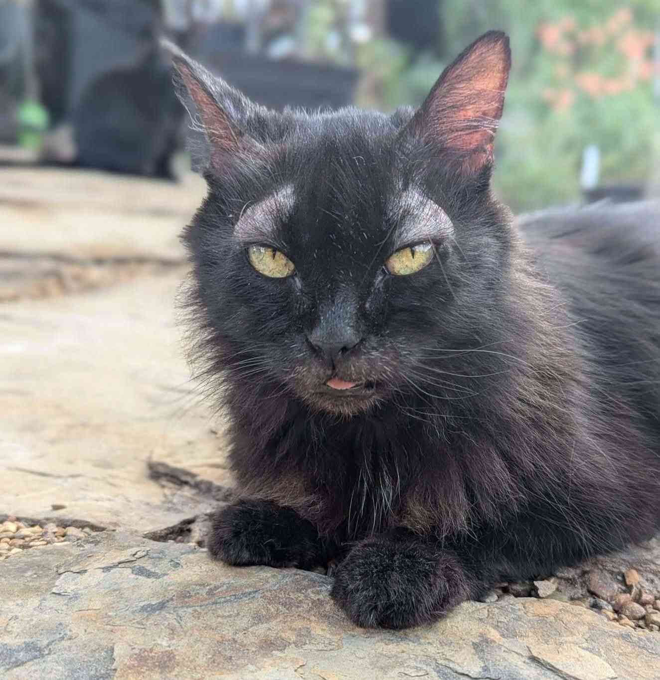 Mia