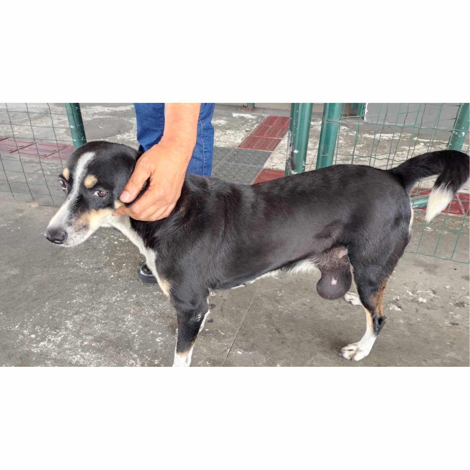 Abandoned dog needs tumor removal surgery