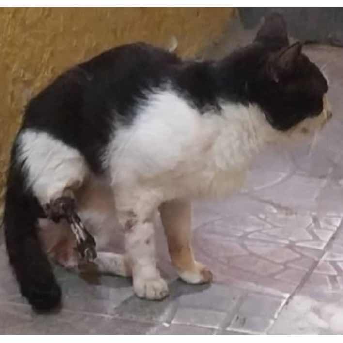 Street cat needs amputation surgery