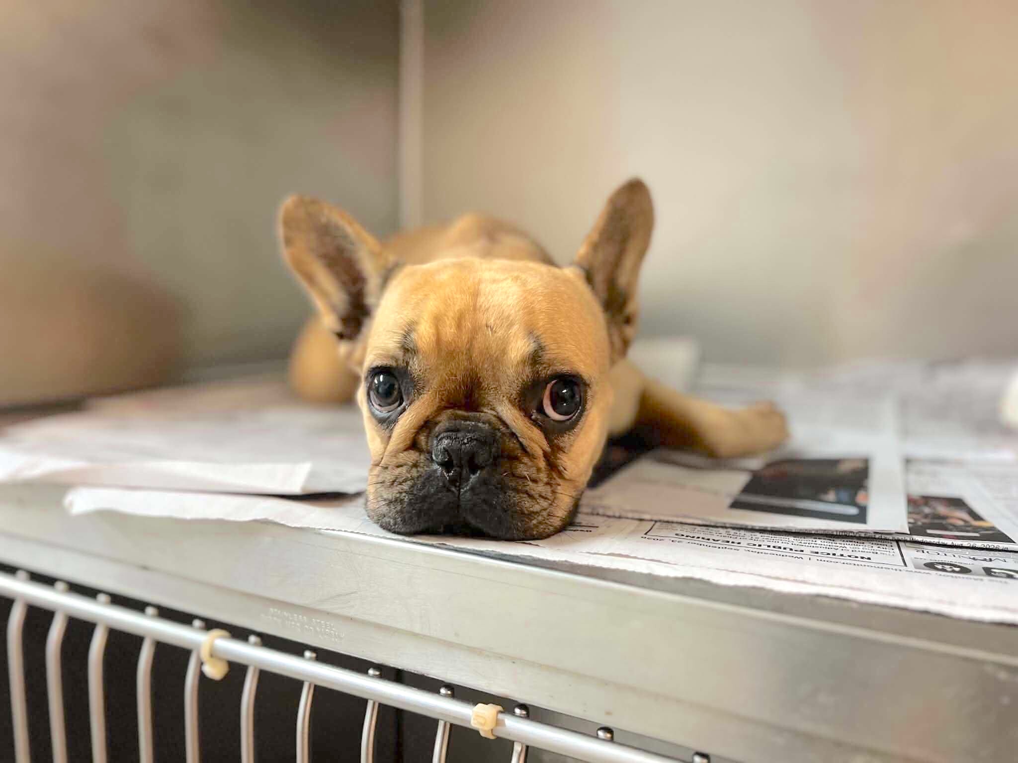 Frenchie Toast
