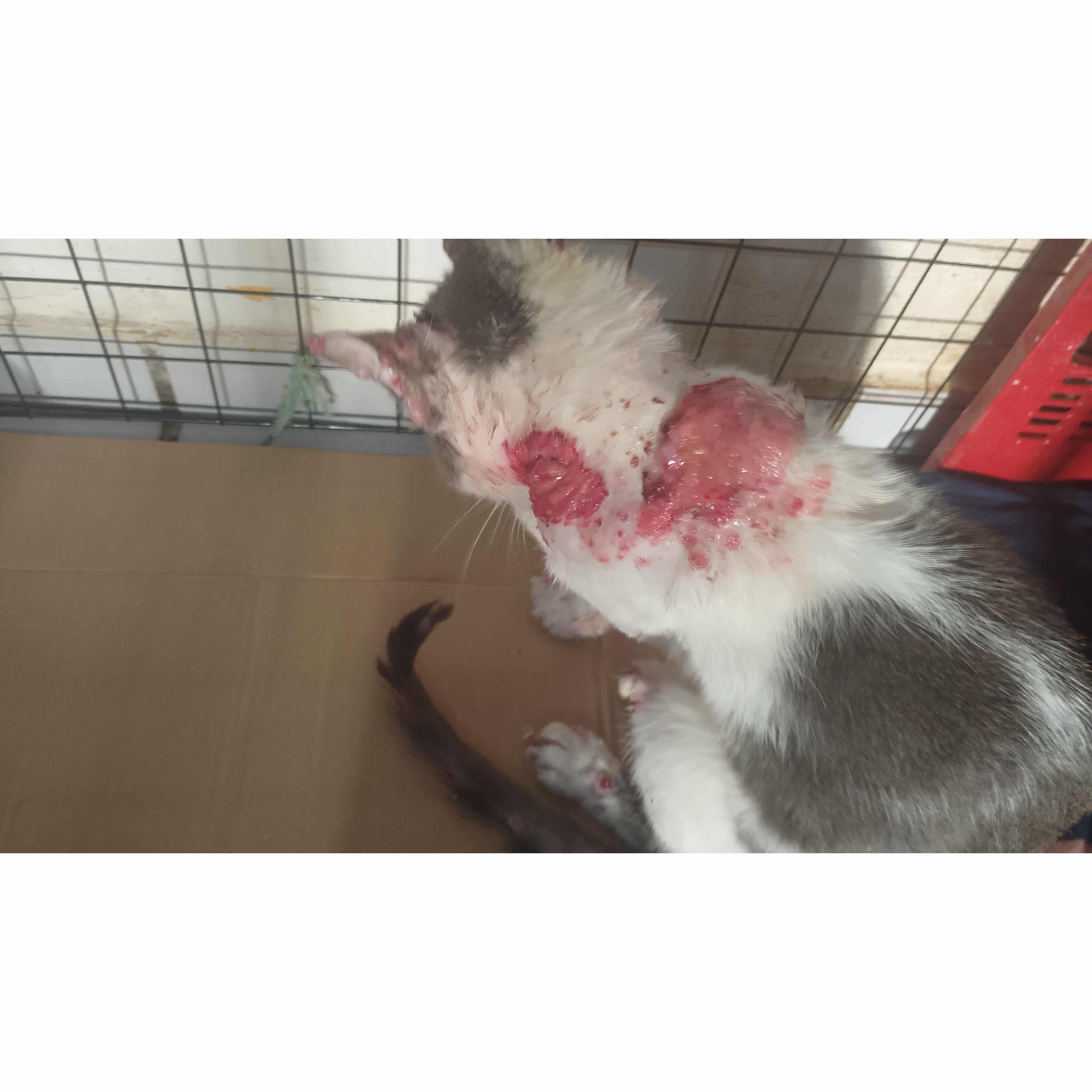 Help street cat with cancer treatments