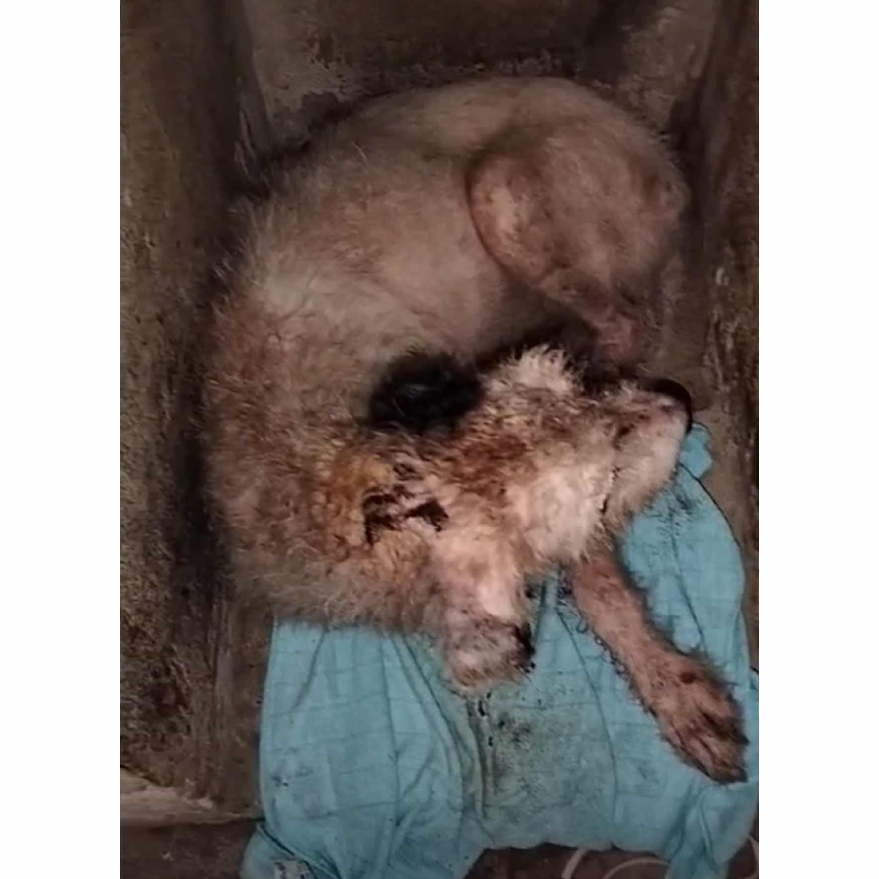 Street dog needs medicine