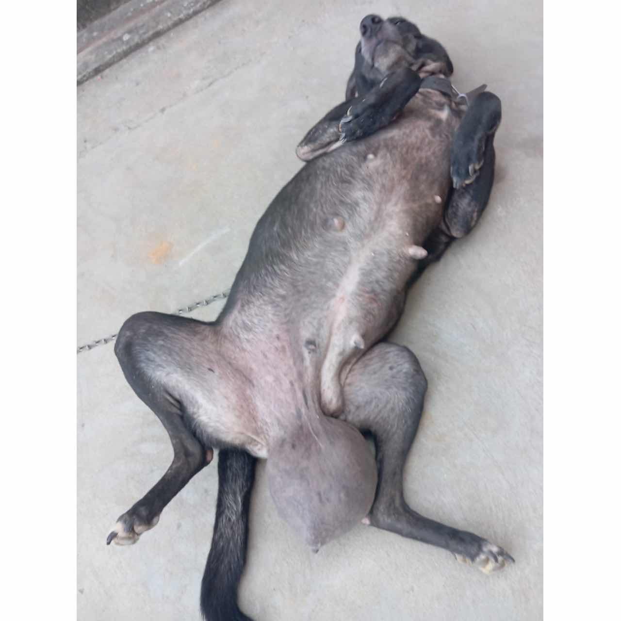 Street dog with giant tumor needs surgery
