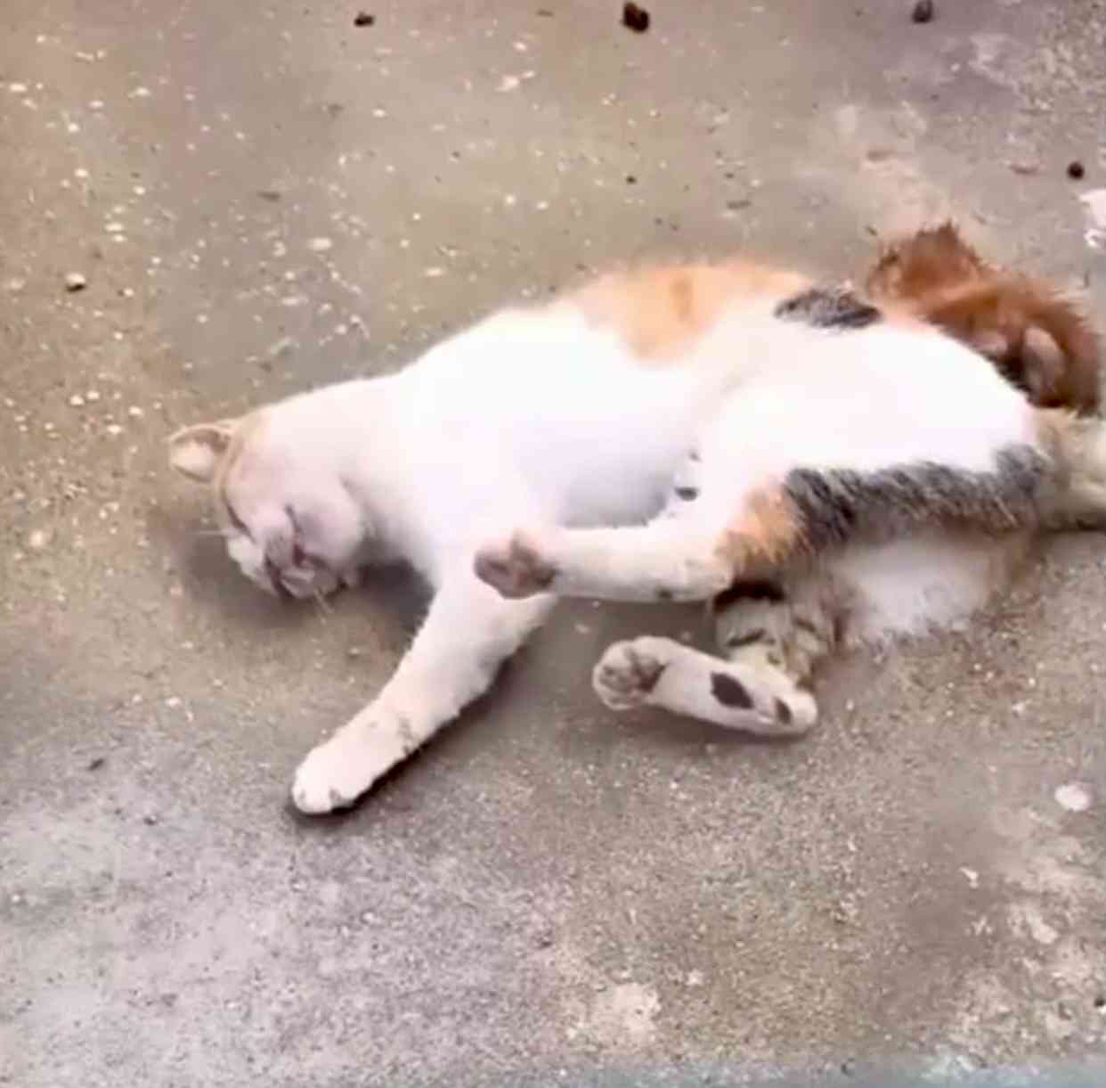 Fadik