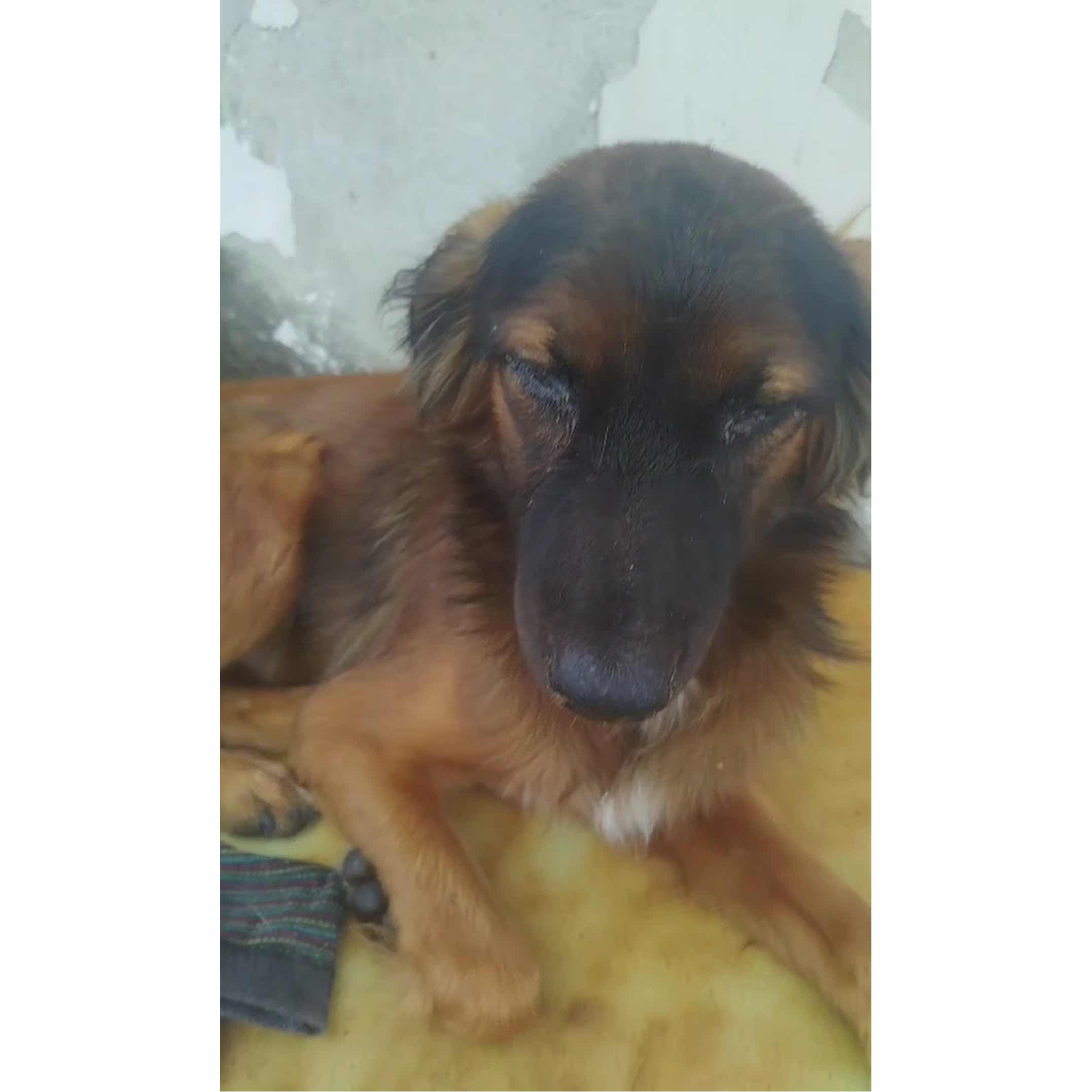 Abandoned with distemper needs rescue