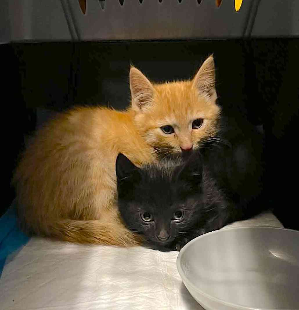 These 30+ Cats & Kittens