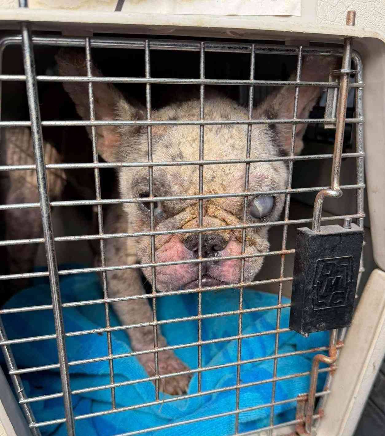 This Abandoned Pup