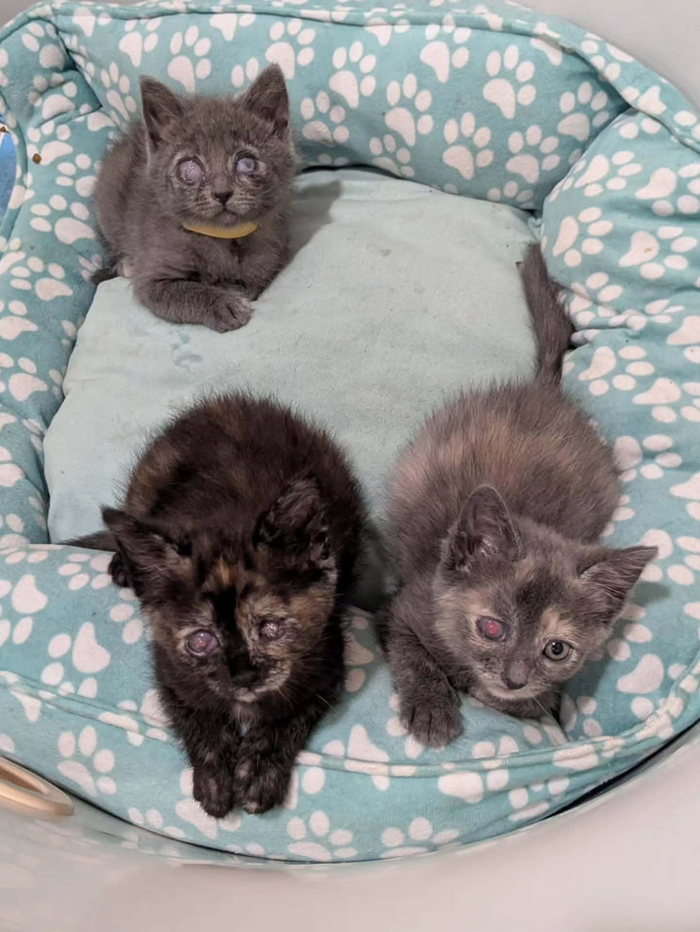 Help These 5 Newborn Kittens
