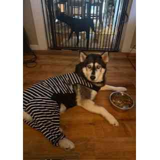 Lobo